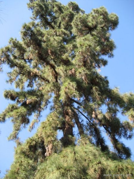 File:Pinus canariensis-IMG 0635 hunt07.jpg