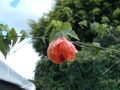 Thumbnail for version as of 08:58, 29 April 2025