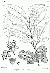 Jambul (Syzygium cumini)