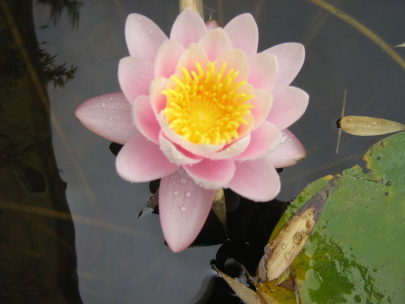 File:Waterlilyflickrtest-4786.jpg