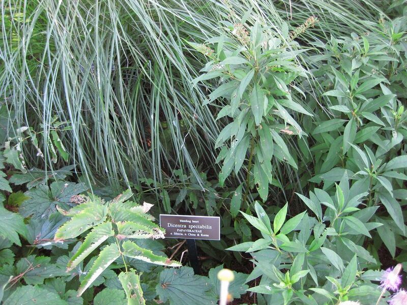 File:1024px-IMG 0211 nybg09.jpg