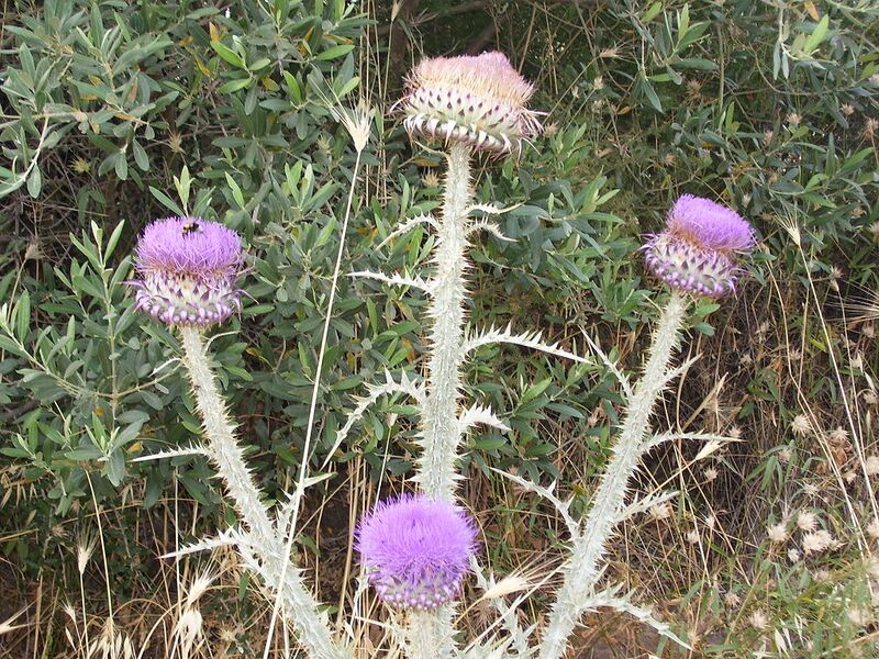 File:1024px-Onopordo to tauriko.jpg