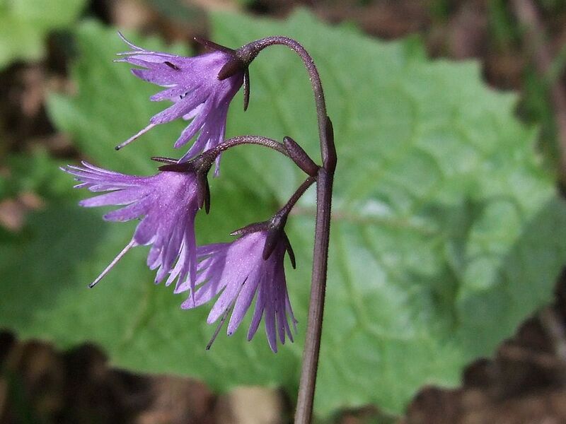 File:1024px-Soldanella carpatica a1.jpg