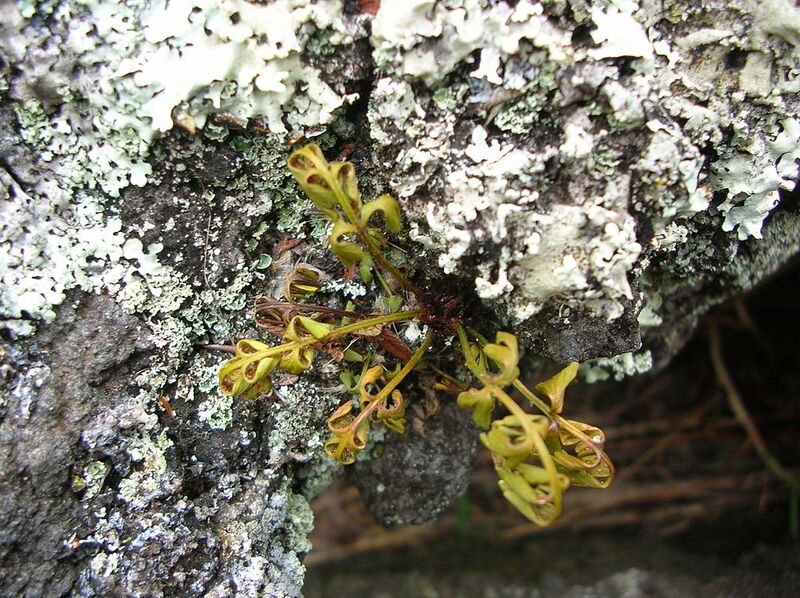 File:1024px-Starr 050423-6681 Asplenium aethiopicum.jpg