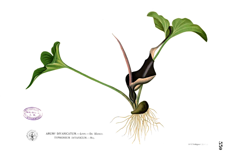 File:1024px-Typhonium roxburghii Blanco2.330.png