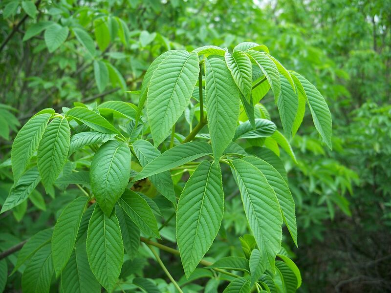 File:1280px-Aesculus californica-11.jpg