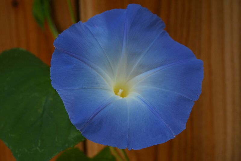 File:1280px-HeavenlyBlueMorningGlory.JPG
