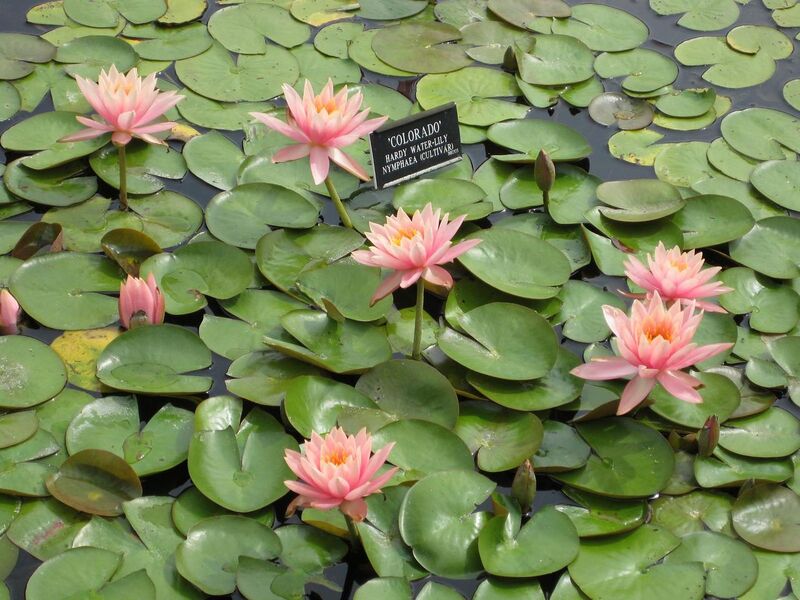 File:1280px-IMG 0873 bbg09.jpg