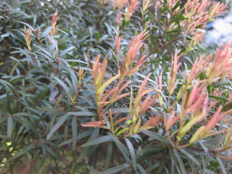 File:1280px-IMG 2320 ucla09.jpg