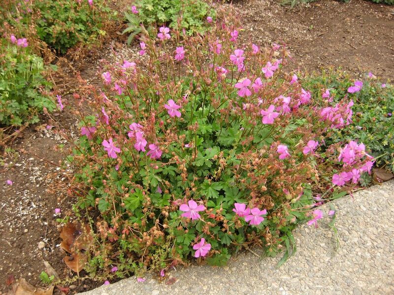 File:1280px-IMG 6837 hunt09jun.jpg