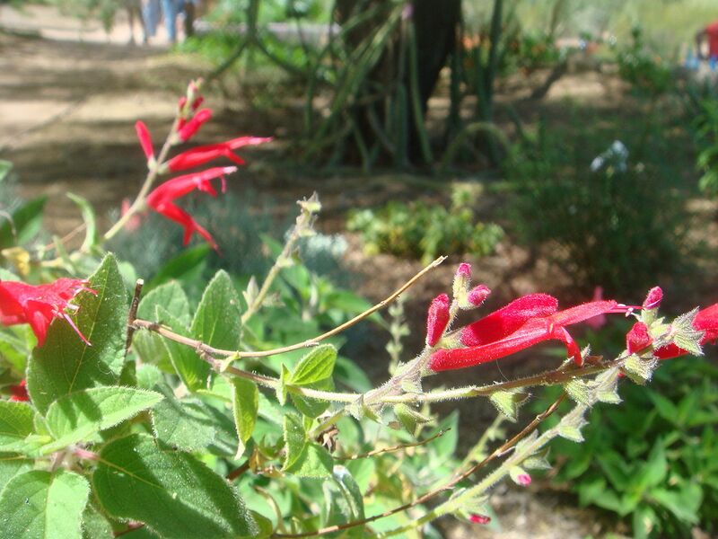 File:1280px-Salvia-elegans-20080330.JPG