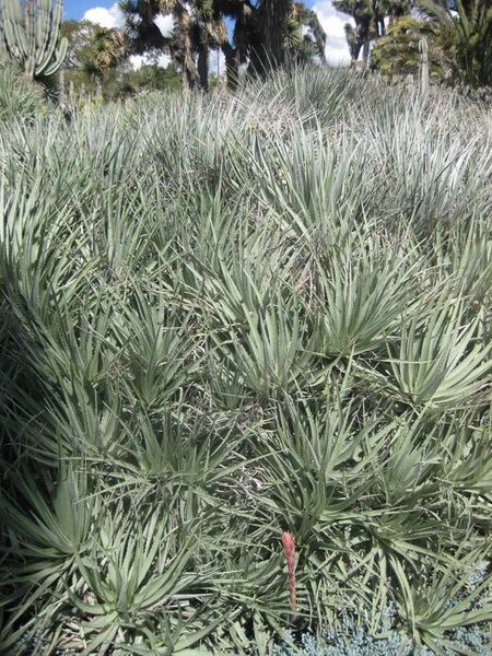 File:576px-IMG 2380 hunt0903.jpg