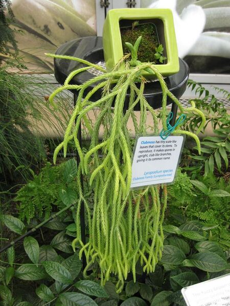 File:576px-IMG 7539 hunt09jun.jpg