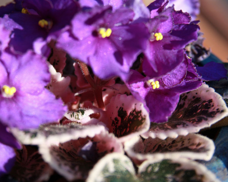File:African violet (8)-2572.jpg