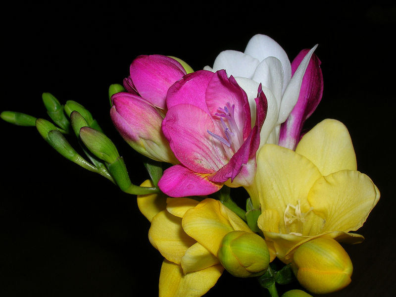 File:Bunch of cut freesia-462.jpg
