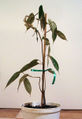 Thumbnail for version as of 10:38, 21 September 2007