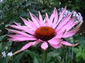 Thumbnail for version as of 05:54, 14 October 2007