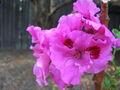 "Martha Washington"