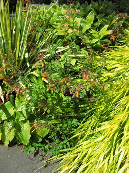 File:IMG 0124 nybg09.jpg