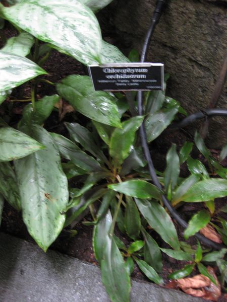 File:IMG 1053 bbg09.jpg