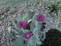 Cacti and other low water consuming plants are often used in xeriscaping.