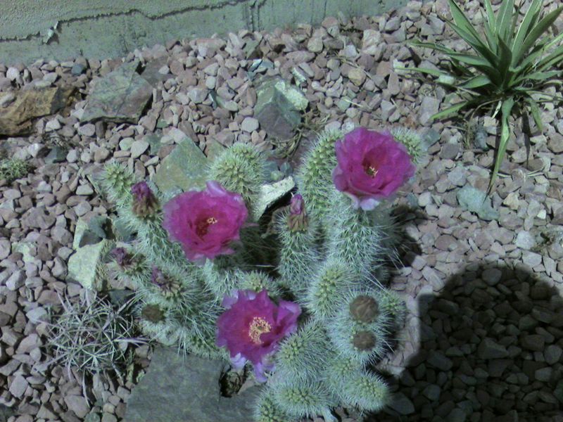 File:Optuniainbloom.jpg
