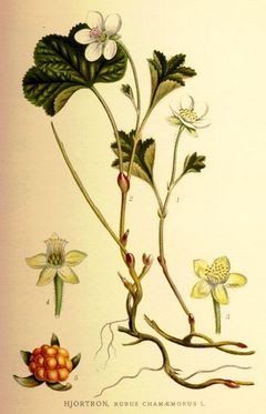 From "Bilder ur Nordens Flora" (1917-1926)