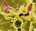 Thumbnail for version as of 05:00, 20 September 2007