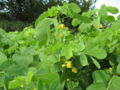 Senna obtusifolia