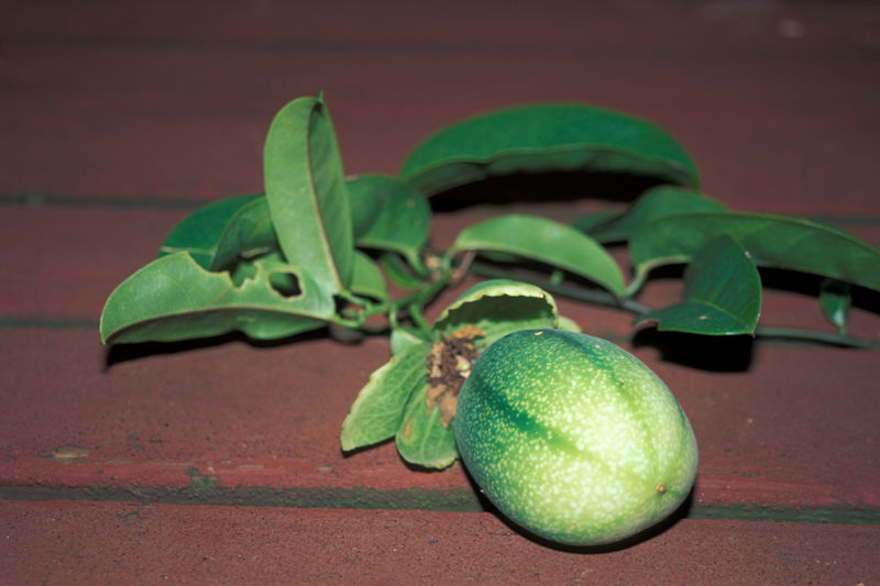 File:Starr 980807-1612 Passiflora laurifolia.jpg