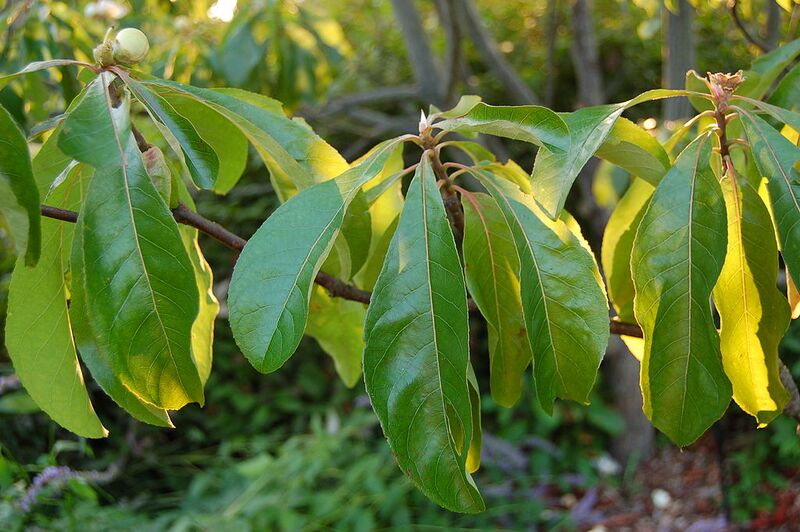 File:1024px-Franklin Tree Franklinia alatamaha Leaves 3008px.JPG