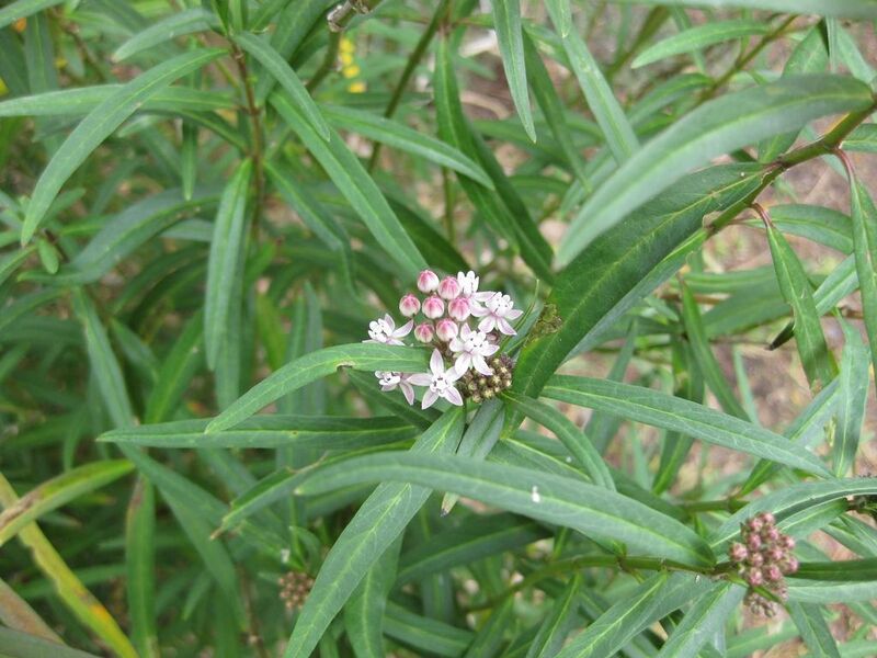 File:1024px-IMG 4997 hunt0904.jpg