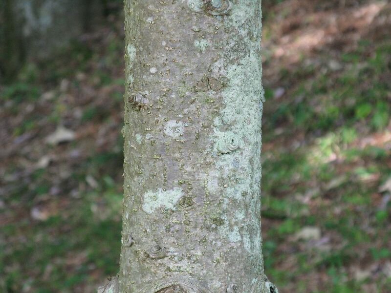 File:1280px-Abies veitchii3.JPG