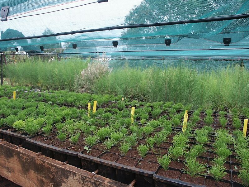 File:1280px-Gymnostoma deplancheanum pépinière 2.jpg