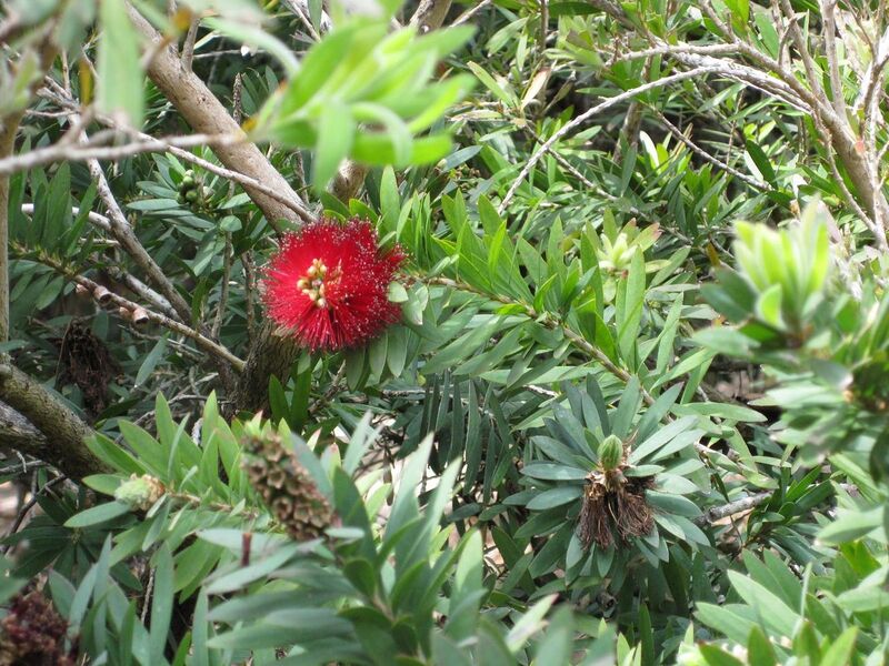 File:1280px-IMG 4534 hunt0904.jpg