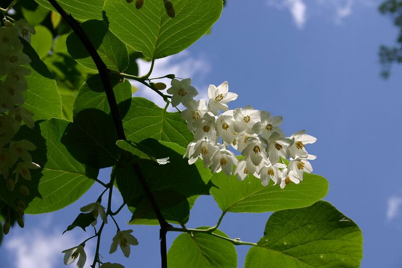 File:1280px-Styrax obassia flowers 002.JPG