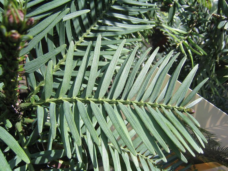 File:1280px-Wollemia nobilis leaf.jpg