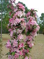 Pink Cherry Tree Blossoms