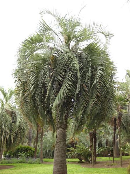 File:576px-IMG 4010 hunt0904.jpg