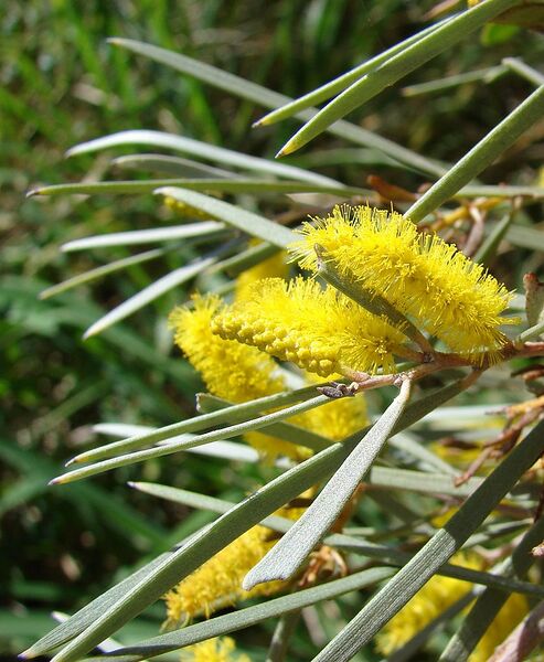 File:842px-Acacia aneura blossom.jpg