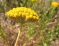 Umbel Flowers on stalks radiating from one point on the stem.