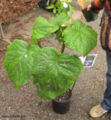 Bartlettina sordida