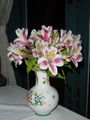 An Alstroemeria cultivar.
