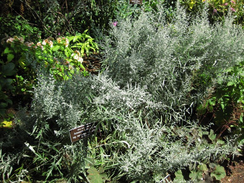 File:IMG 0219 nybg09.jpg