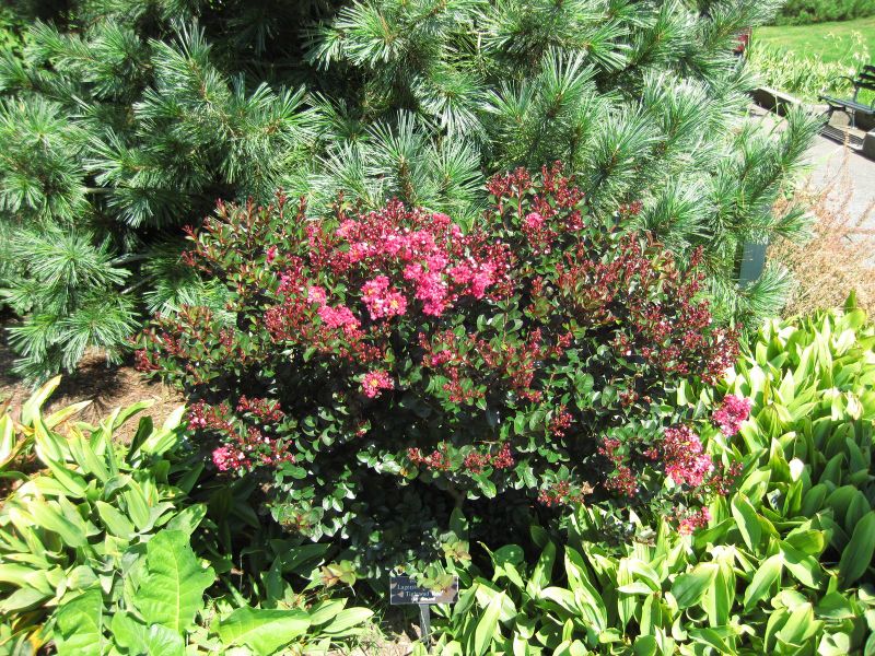 File:IMG 0309 nybg09.jpg