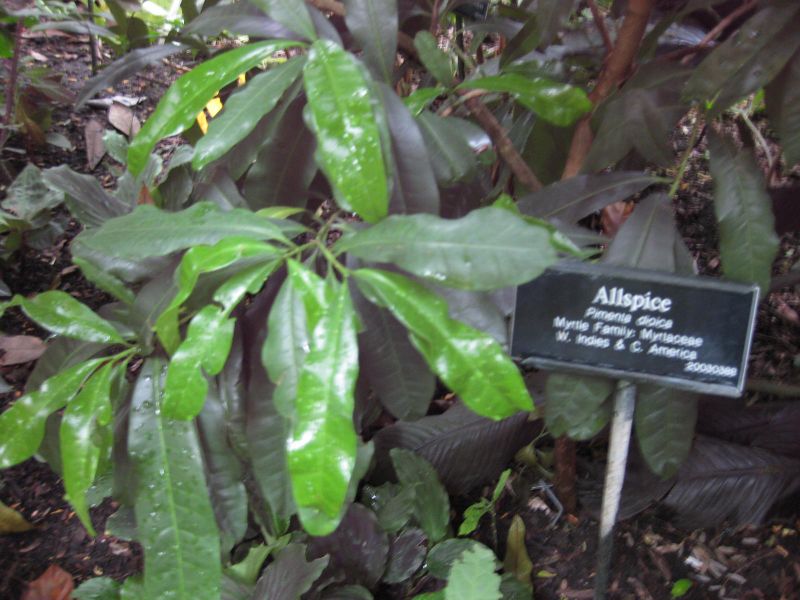 File:IMG 1126 bbg09.jpg