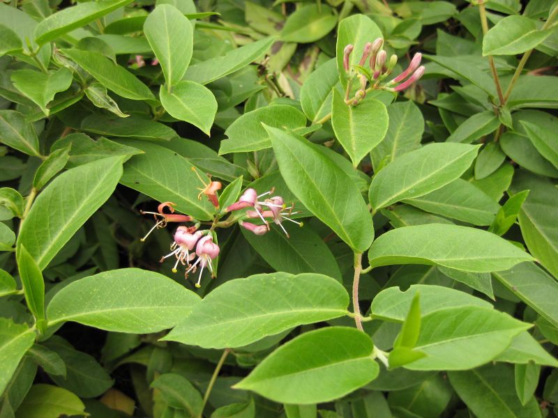 File:IMG 1366 bbg09.jpg