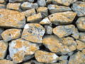 Lichens on Limestones of Alta Murgia-Southern Italy