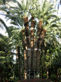 Palmera Imperial, Elche (Spain)