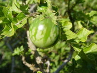 Solanum linnaeanum